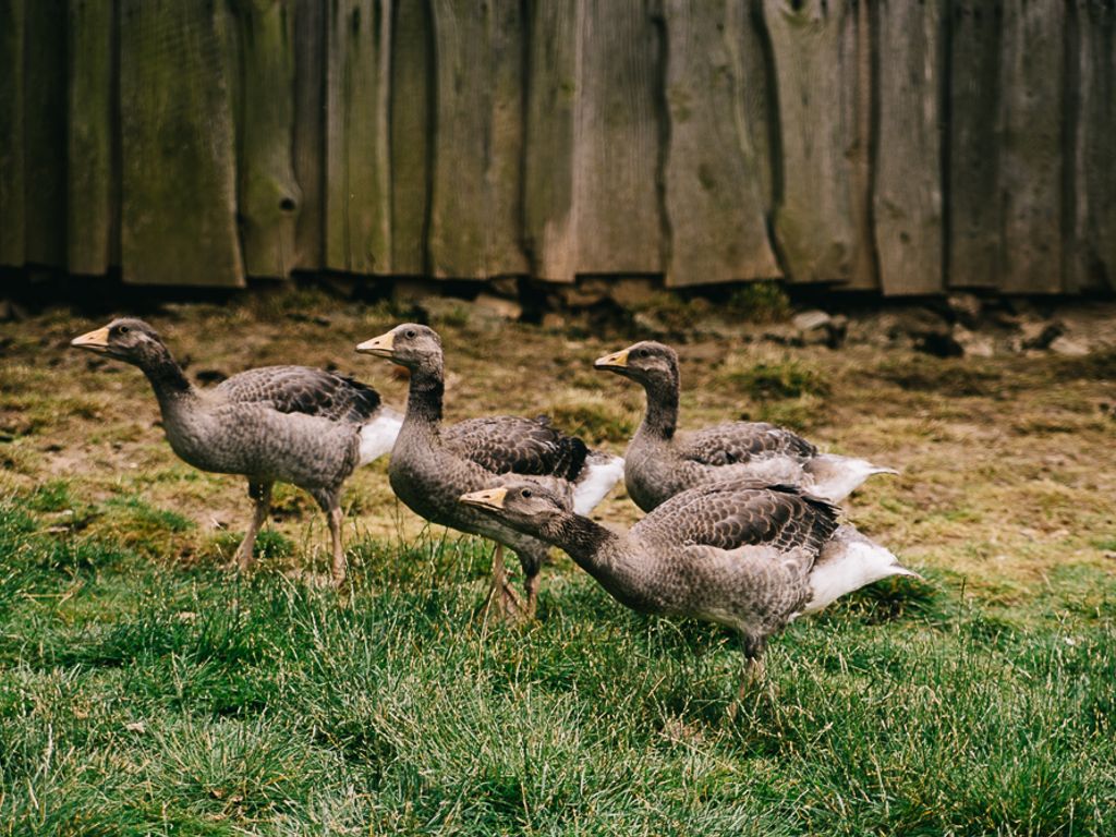 Gänse