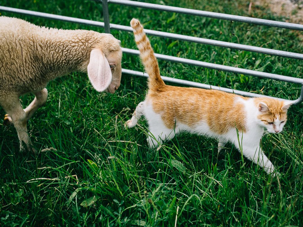 Katze Felix mit Schaf Liese