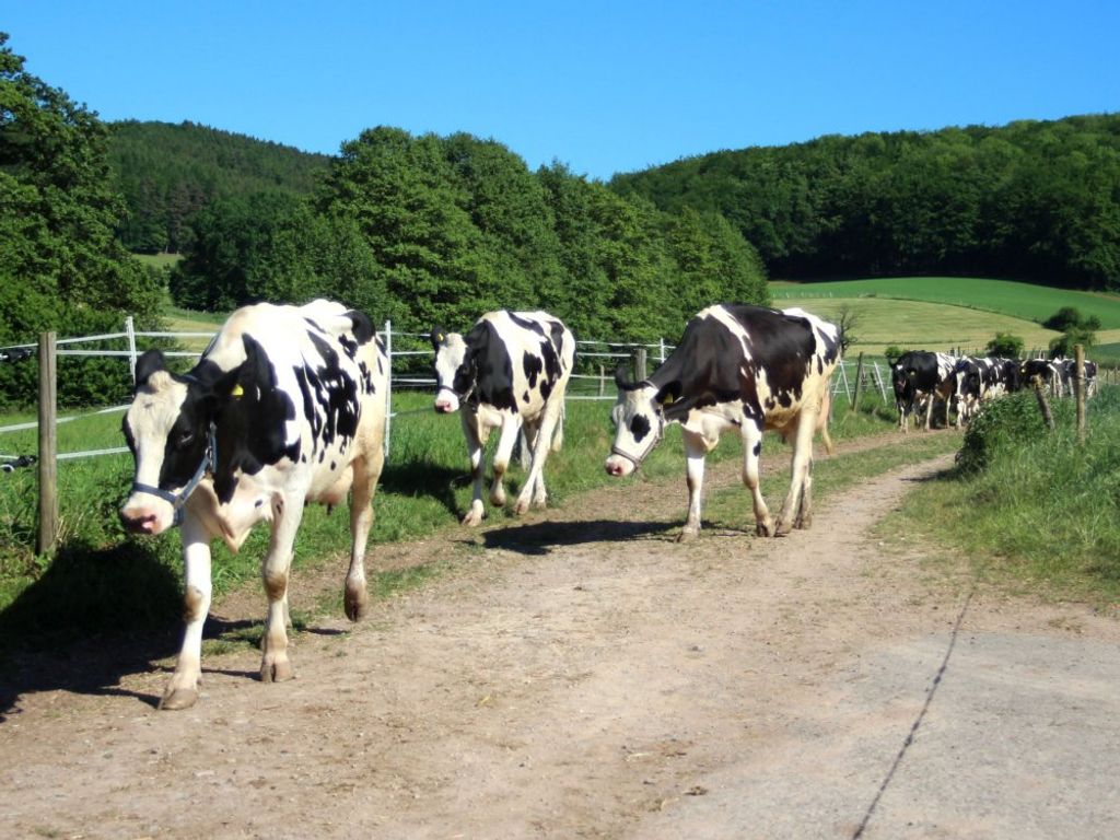 Auf zum melken
