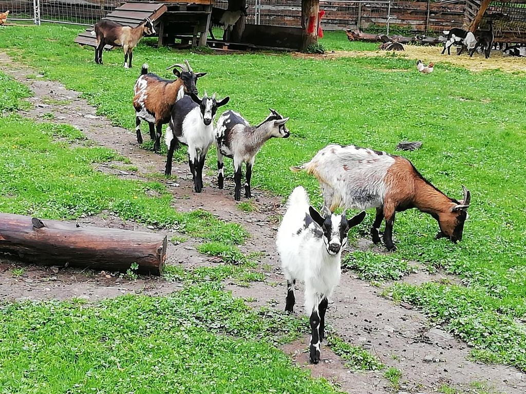 Ziegen