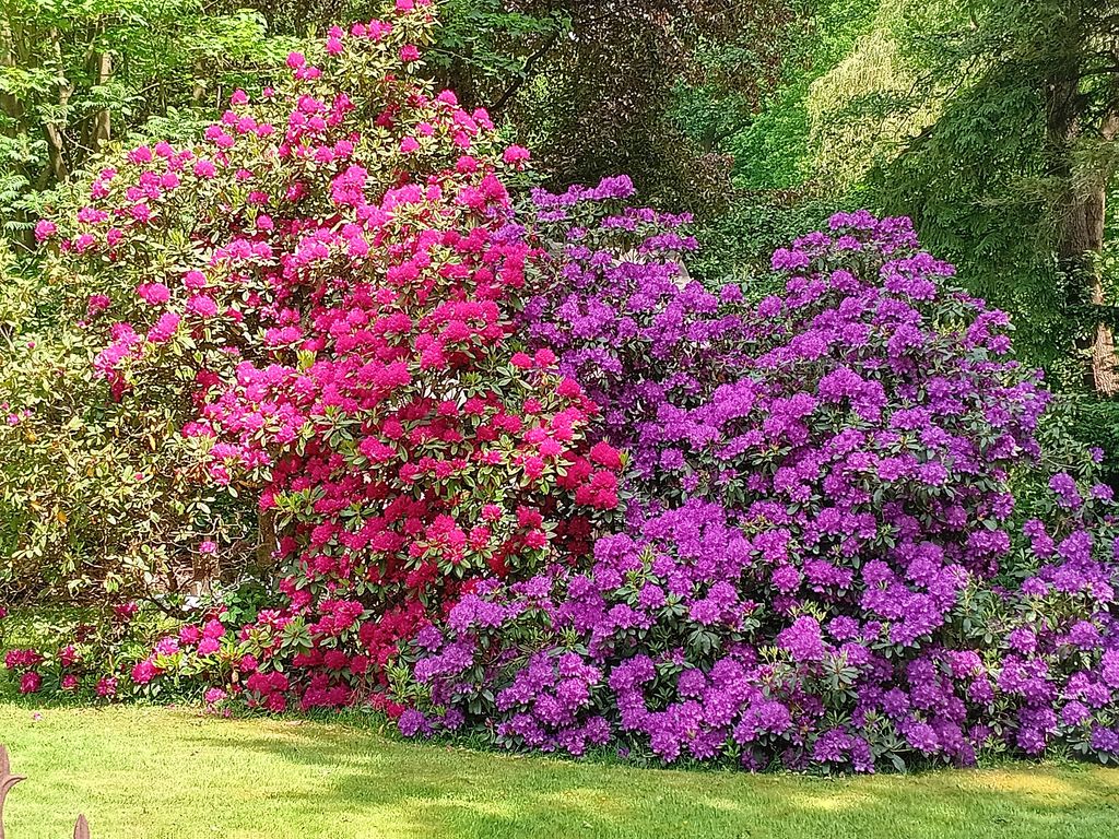 Frühlingsblüten im Garten
