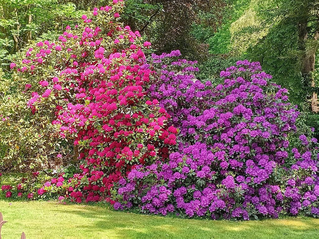 Frühlingsblüten im Garten