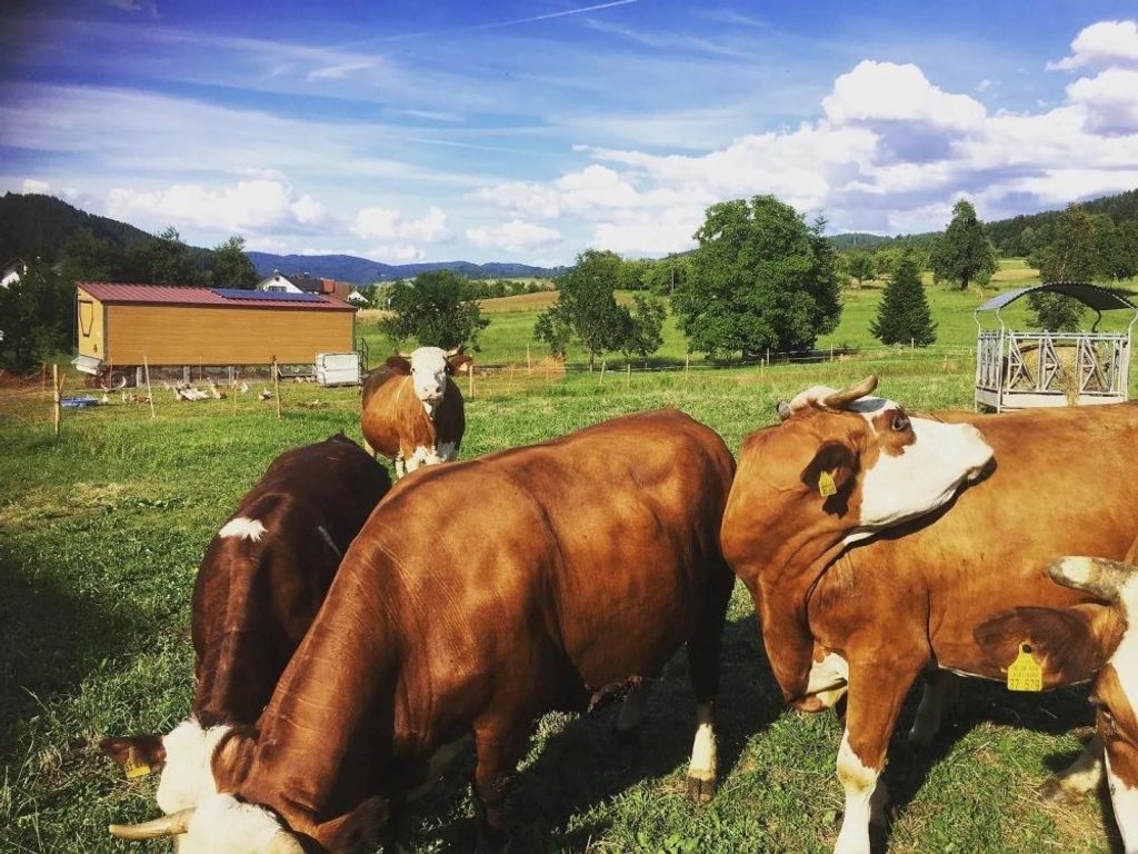 Mattenhof Tiere