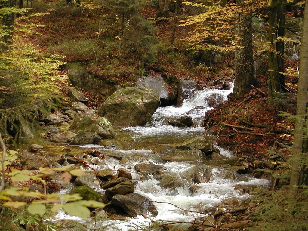 Ferienwohnungen Haus Rachel