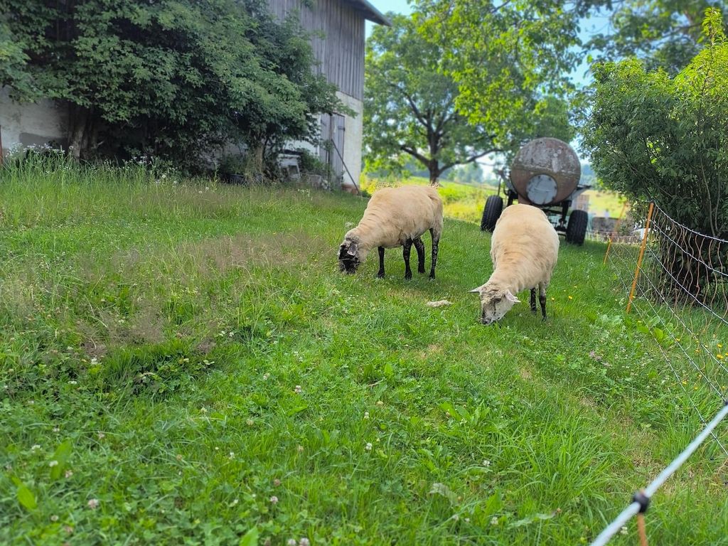 Schafe auf der Weide