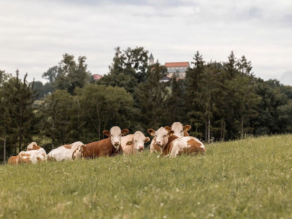 Rinderherde_Sommerweidehaltung