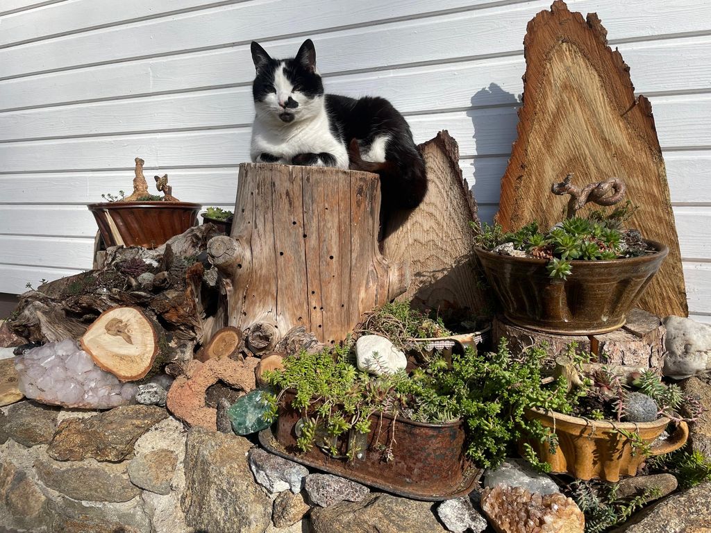 Deko mit Katze Zenzi