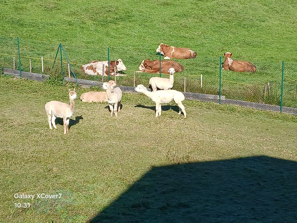 Hoftiere