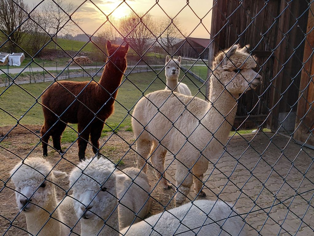 Alpakas