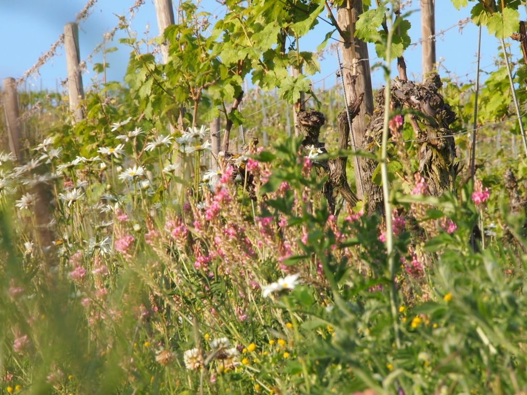 Blumen im eigenen We