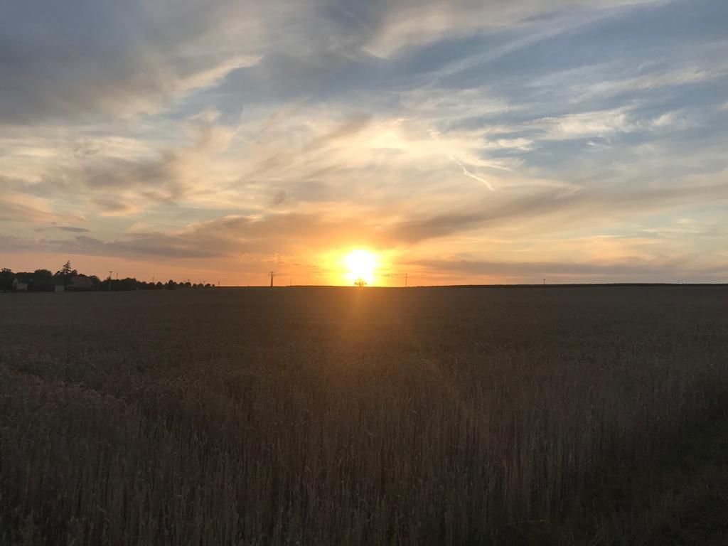 Sonnenuntergang im Feld