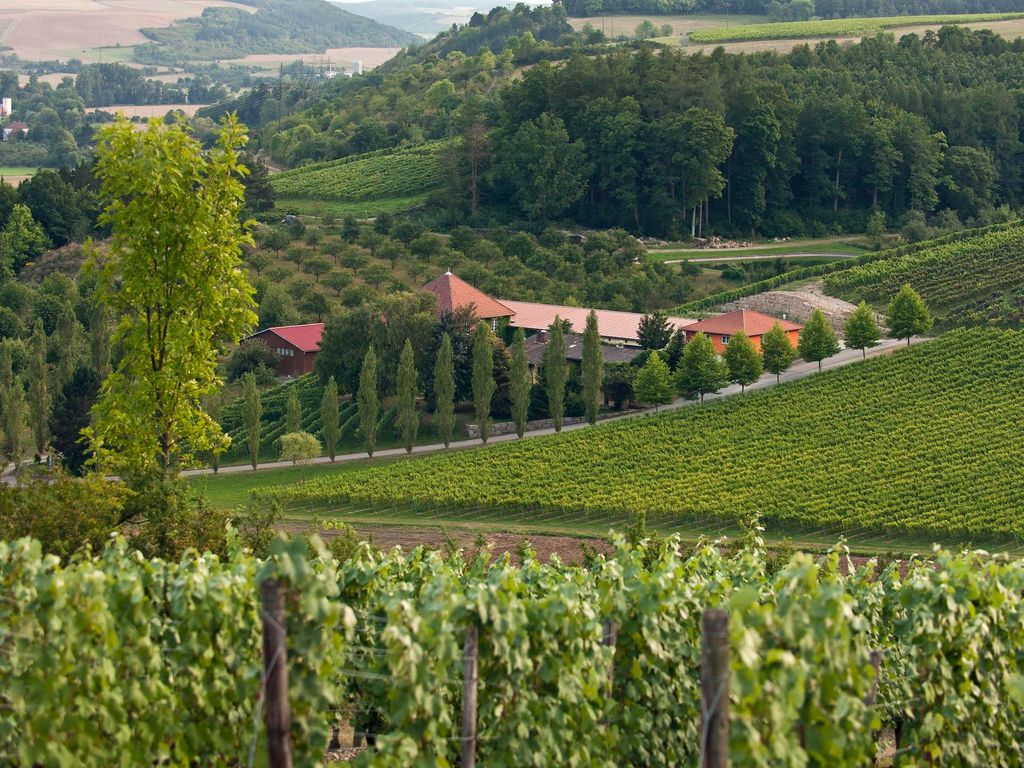 Das Weingut in den Reben