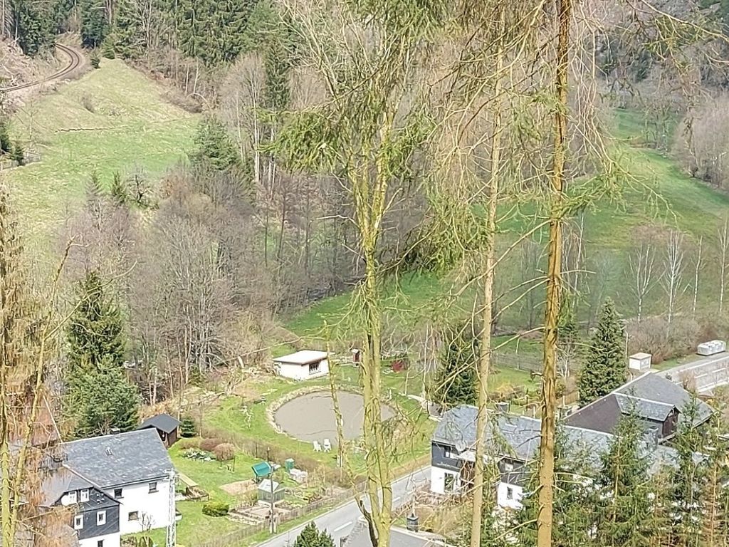 Hammerfinken-Nest