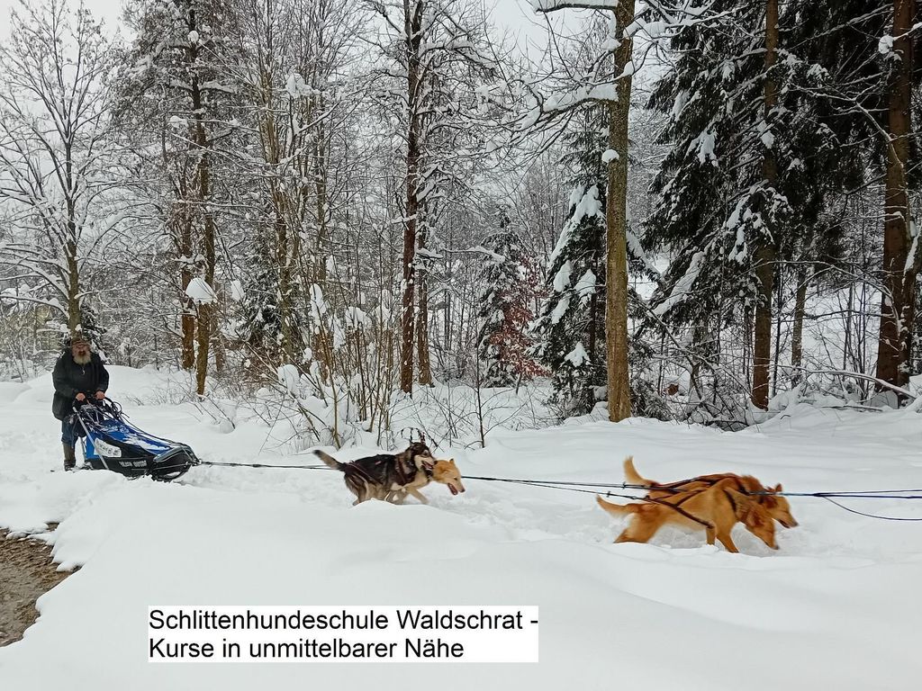 Schlittenhundeschule