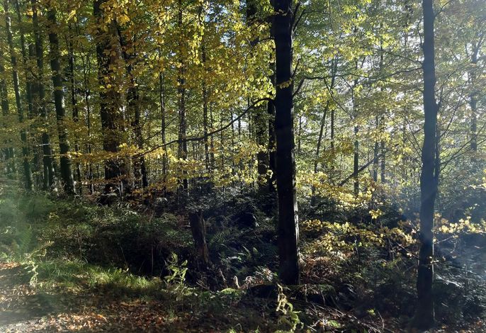 Bild 17