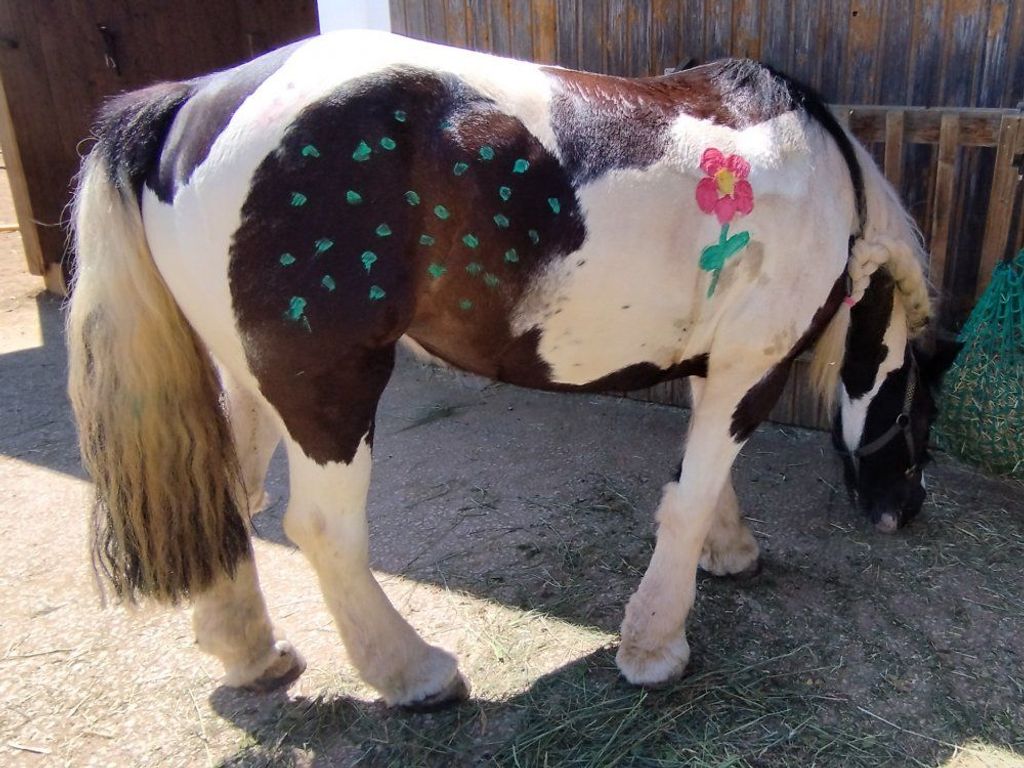 Ponies bemalen
