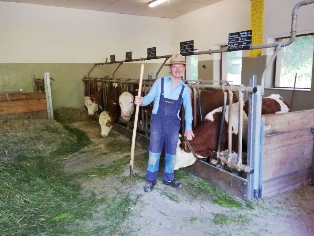 Bauer Baum im Stall bei den Rindern
