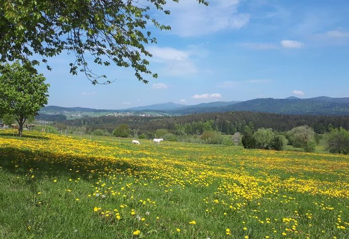 Bild 19