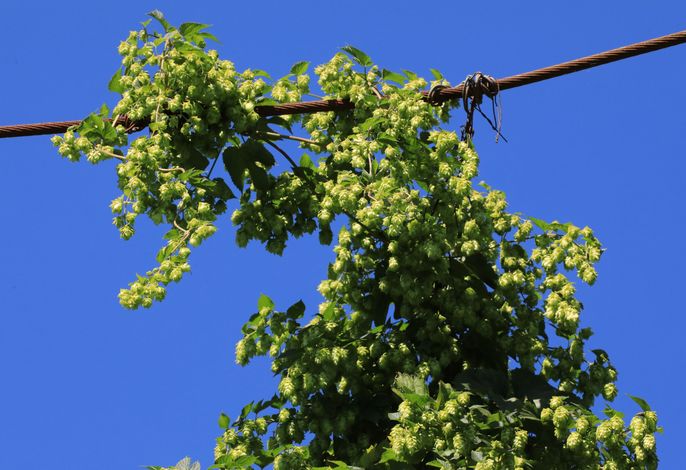 Bild 14
