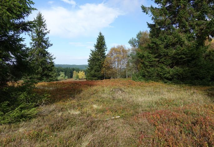 Bild 15