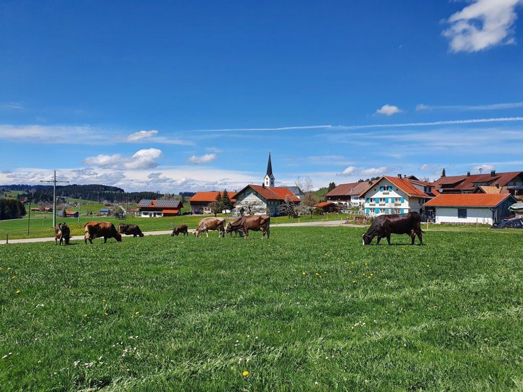 Unsere Kühe auf der Weide