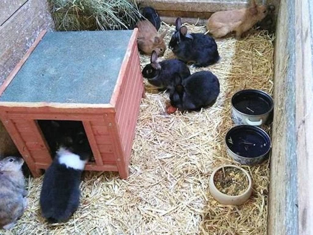 Hasenfamilie
