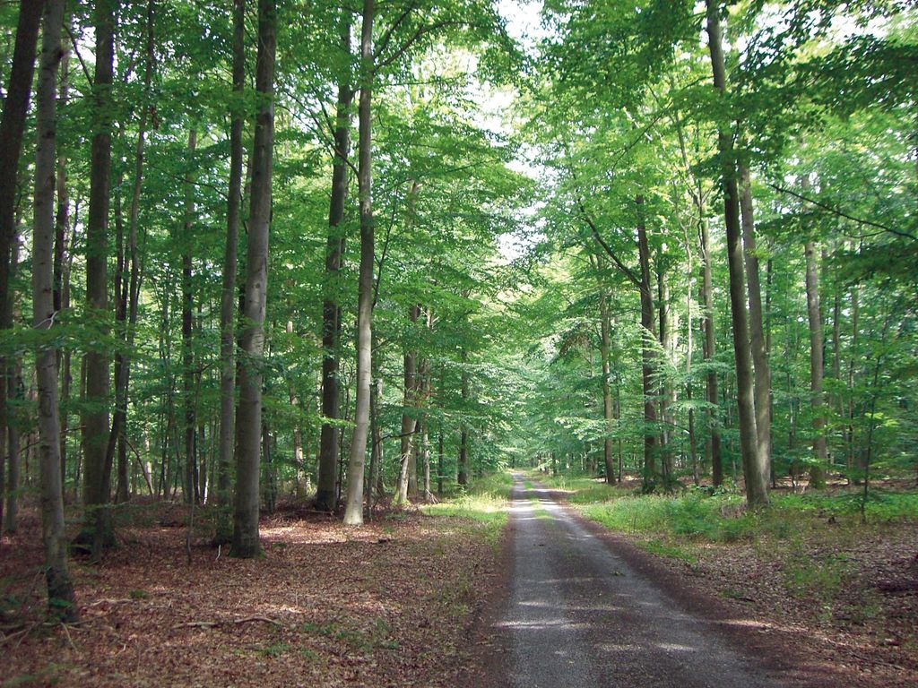 Waldweg