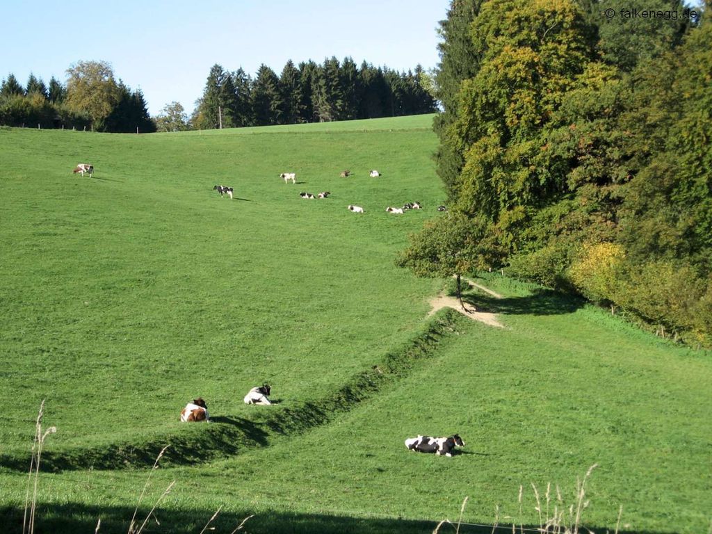 Feriendorf Falkenegg