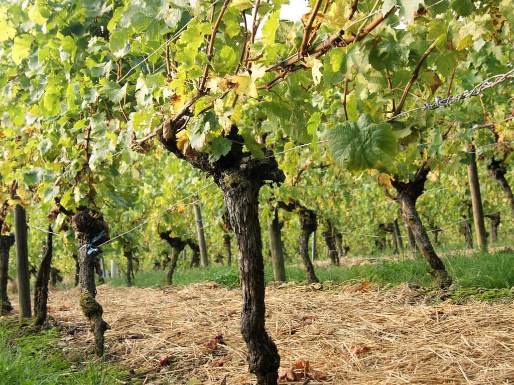 Weinhof Grosch - Anke Gümpelein