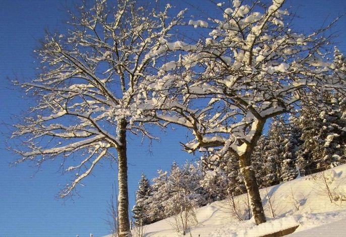 Bild 19