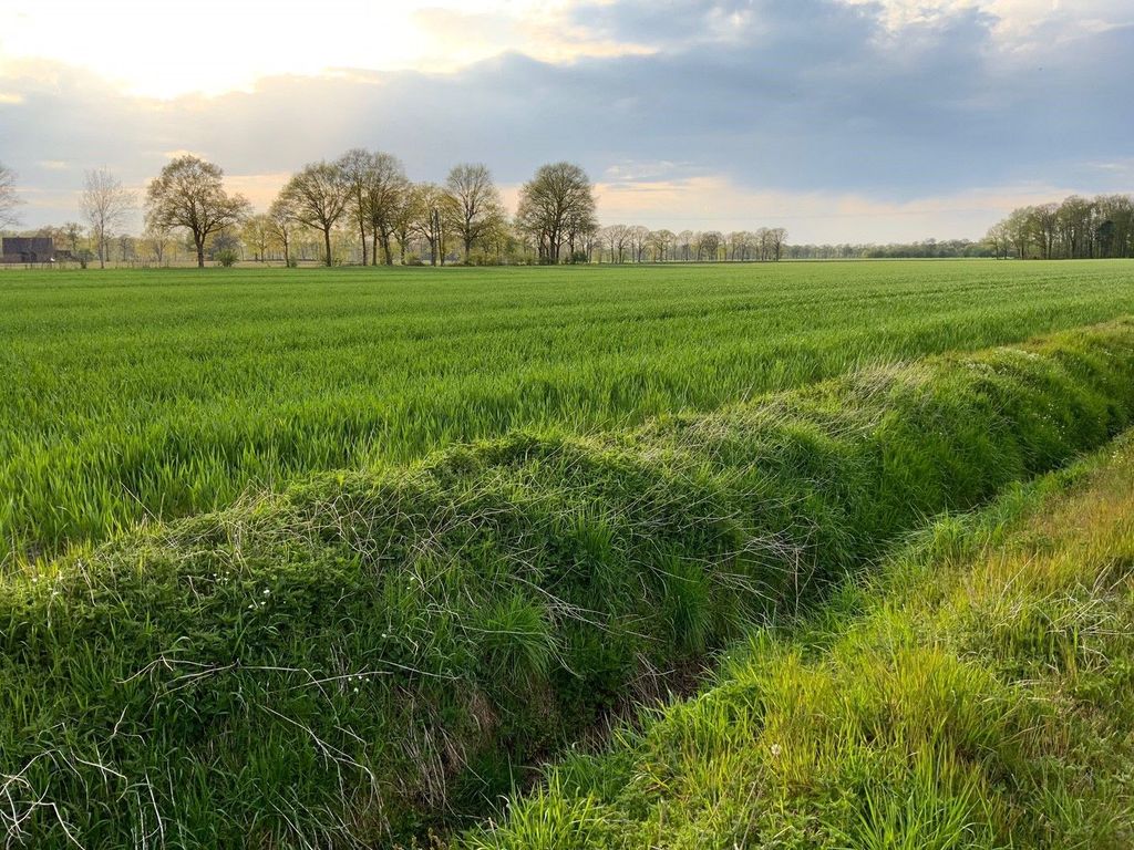 Blick ins Grüne 2