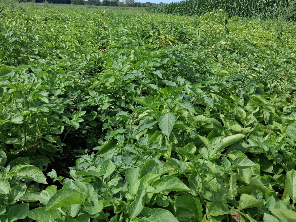 Frische Kartoffeln! Darf gerne auch mal direkt vom Feld genascht werden.