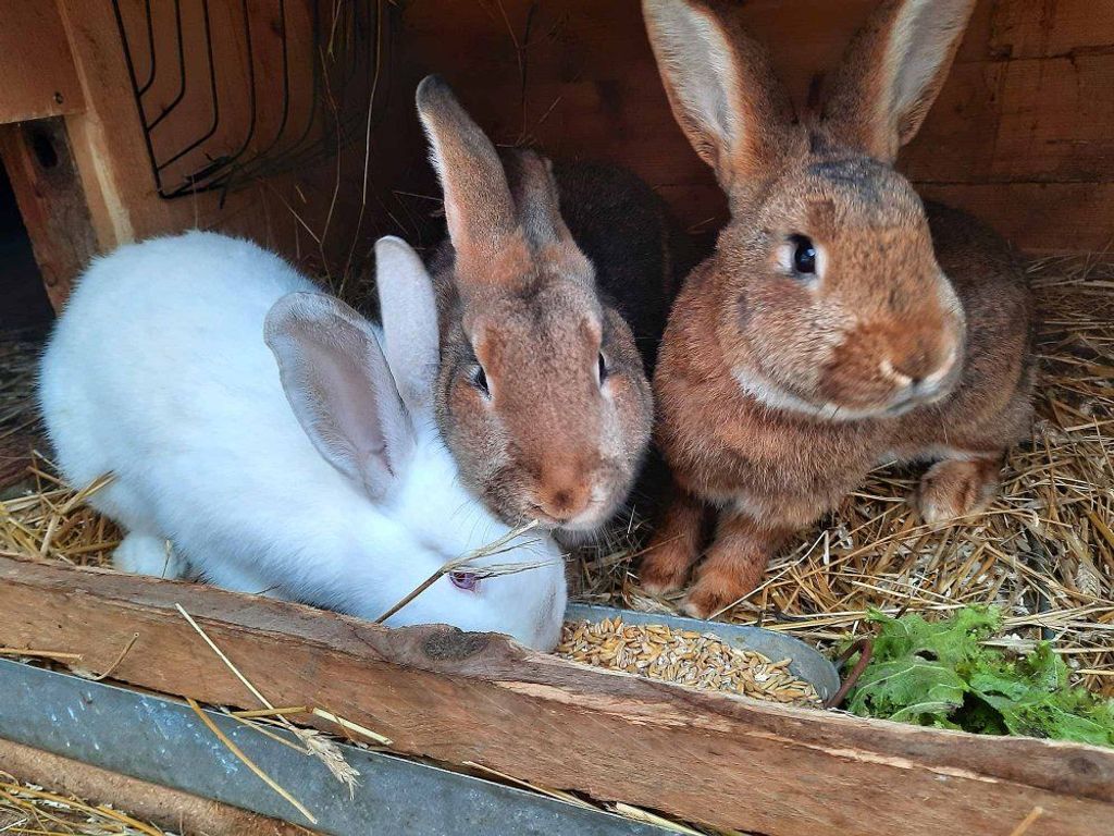 Hasen auf dem Ferienhof NaturZeit