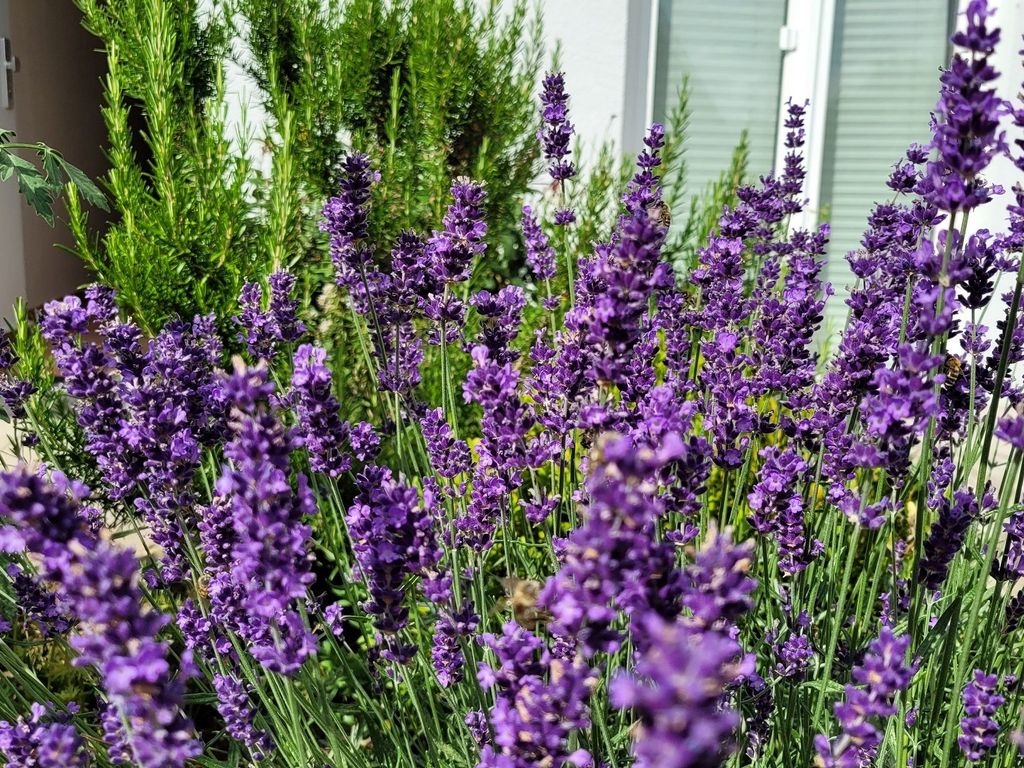 Ferienwohnung Gartenblick