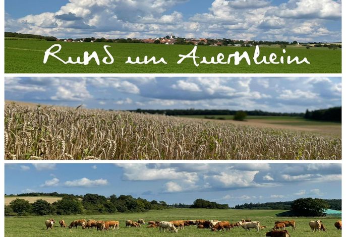 Bild 12
