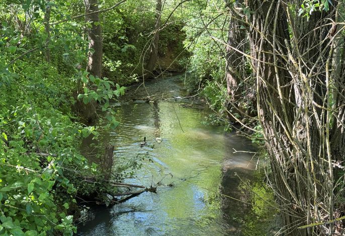 Bild 12