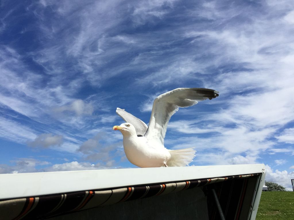 Möwe