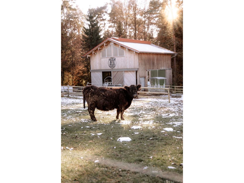Mutterkuhstall Gallo