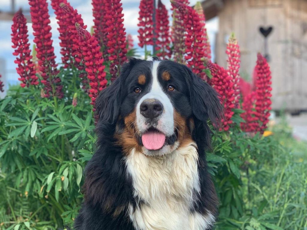 Hofhund Bärle