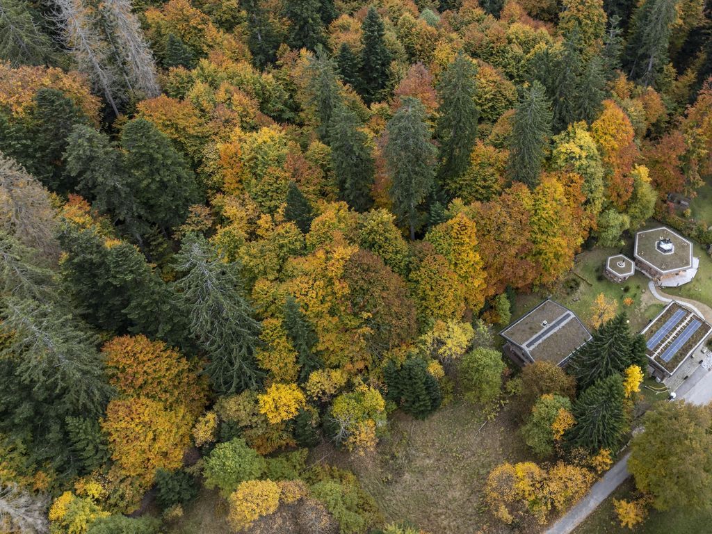 Urwald als Nachbar