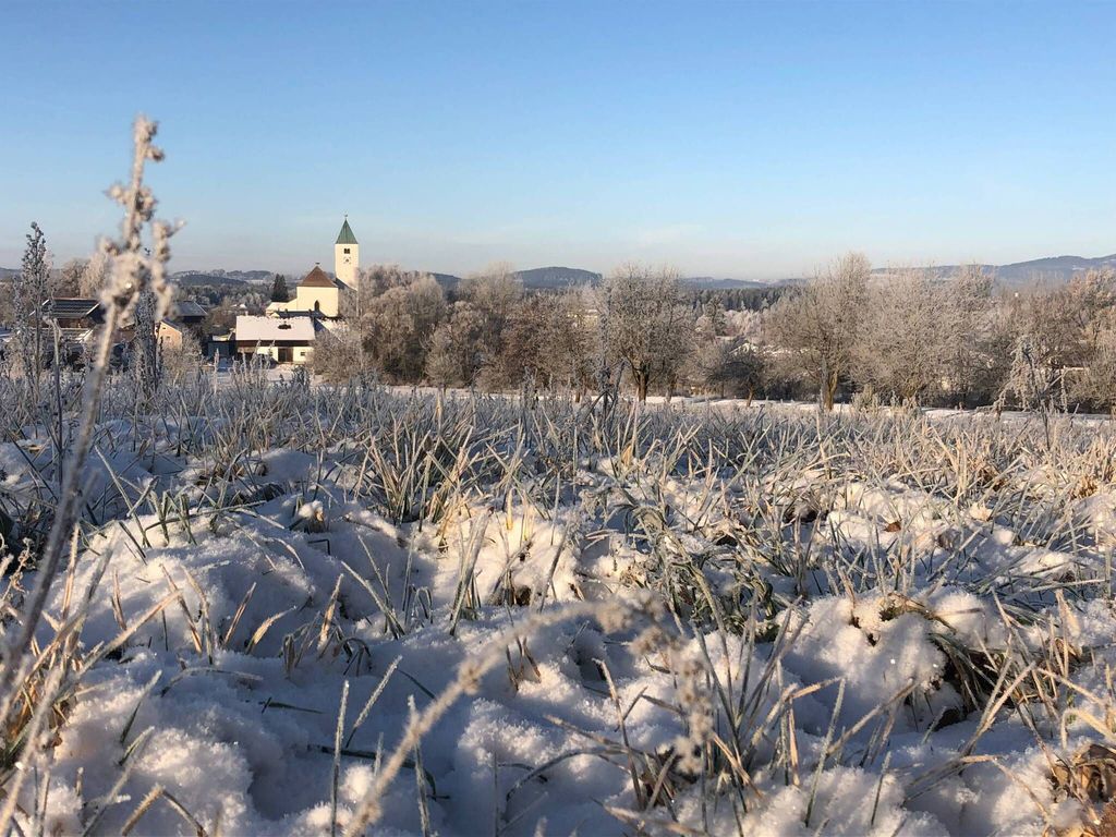 Ast im Winter