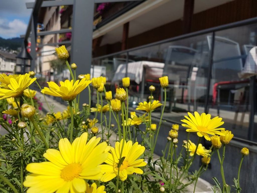 Vorab Sommer