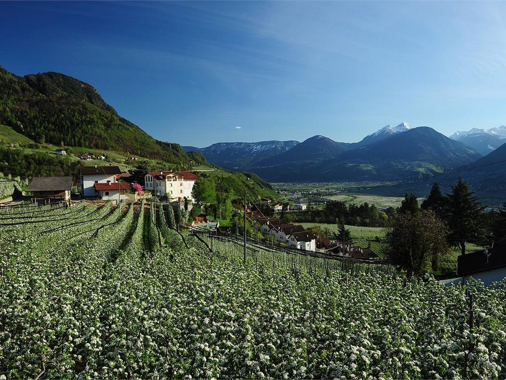Apfelblüte