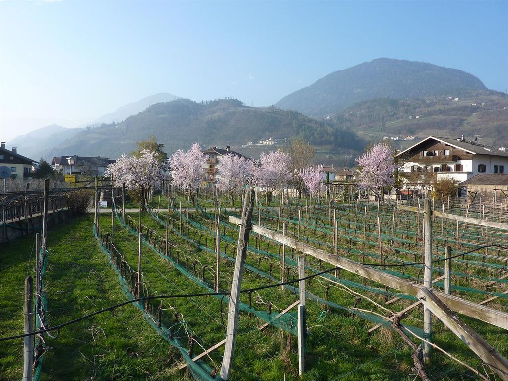 Weingarten und Gästehaus im Vorfrühling
