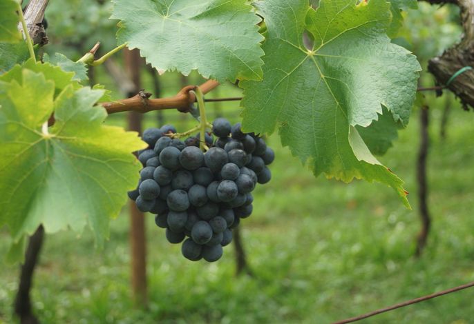 Ansitz Bernard – Foto 2