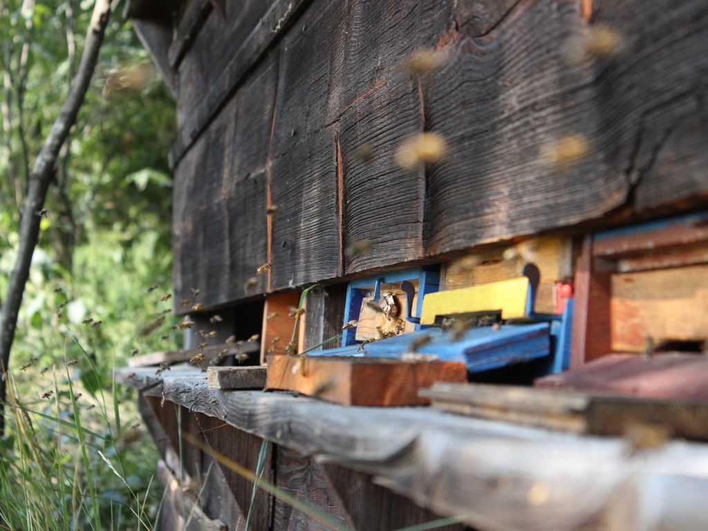 Unser Bienenhaus