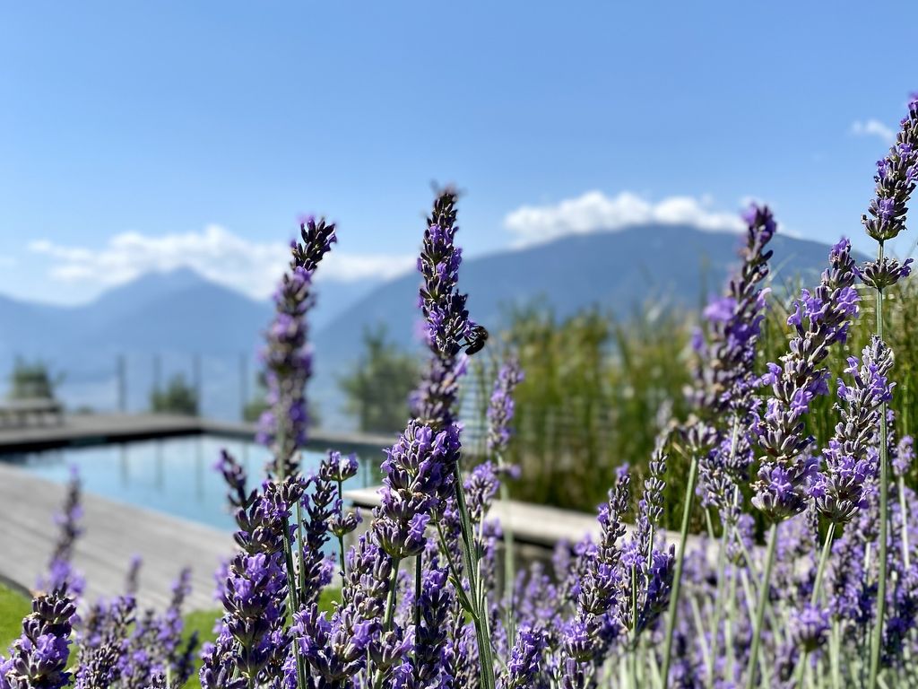 Dahoam Refugium Naturpool Garten Lavendel