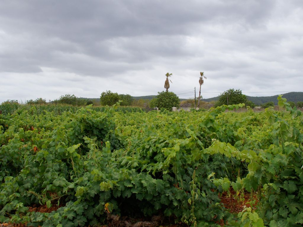 Agroturismo Sa Vinya den Palerm