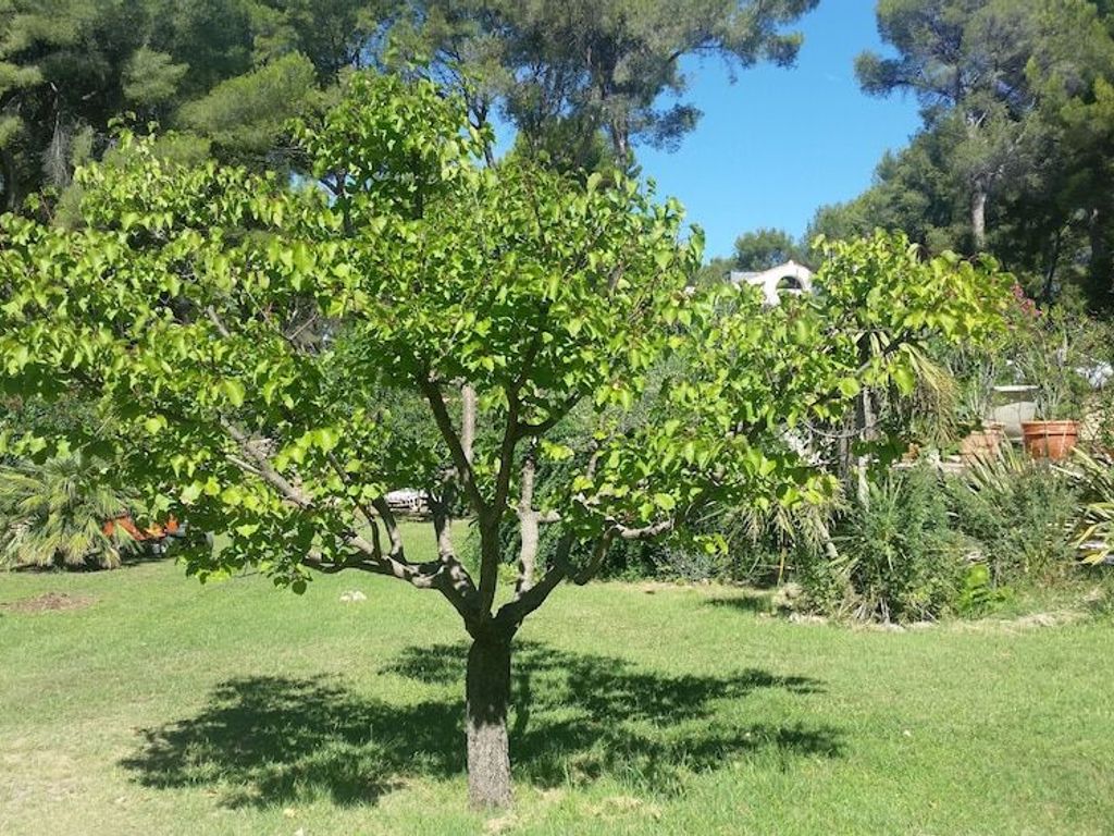 Domaine des Restanques
