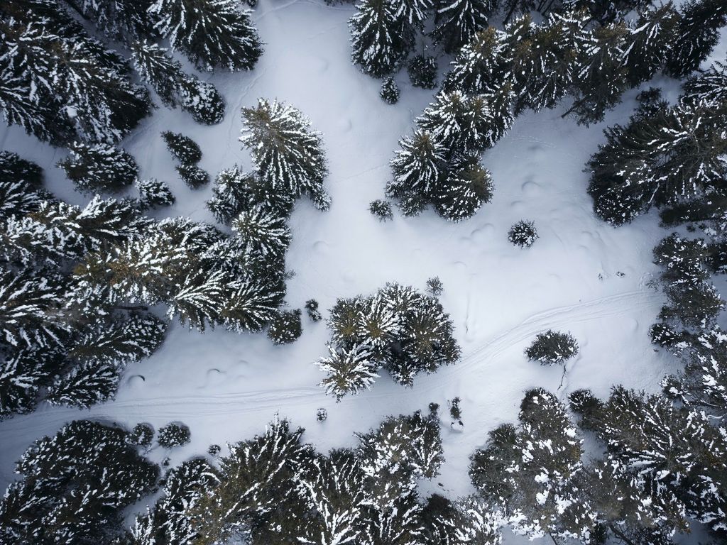 FORESTIS
